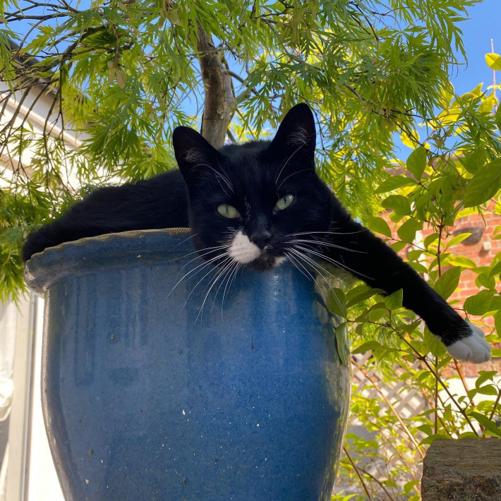 Charity Open Gardens Lincolnshire