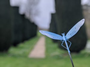 Dragonfly at Doddington
