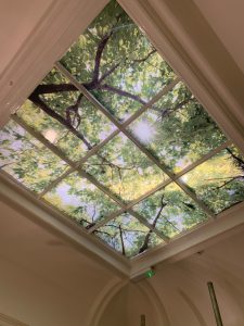 A skylight showing bright image of tree from below, giving the impression the tree is outside the window.