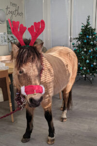 Brown pony wearing red antlers and red nose inside, with Christmas tree in background
