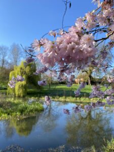 A tree with pink blossom, overlooking a pond, within a garden.