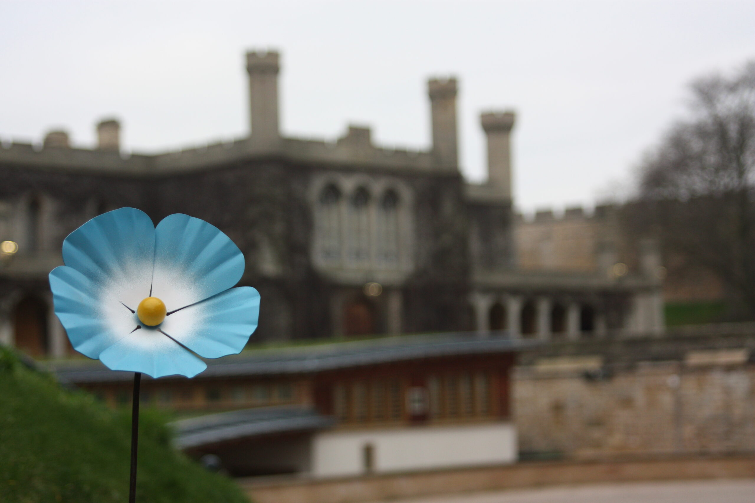 Forget me not flower at lincoln castle