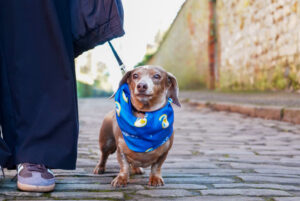 Step Up for St Barnabas - 10,000 steps challenge